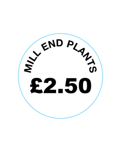 Mill End Plants £2.50 Labels