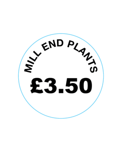 Mill End Plants £3.50 Labels
