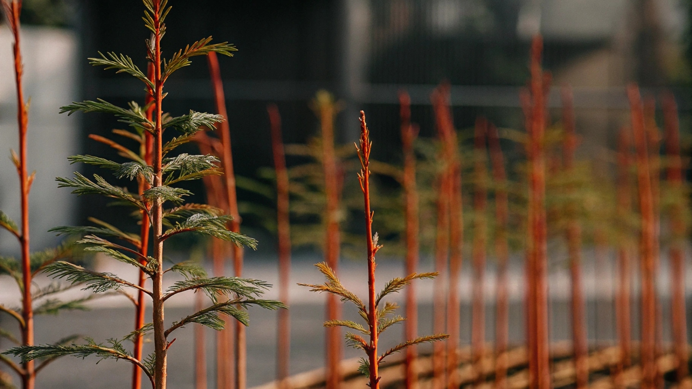 Sustainable Plant Tags